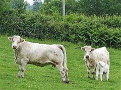 Vaches Bellegarde-en-Marche.jpg