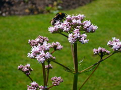 Valeriana officinalis 2007-06-02 (flower with bee).jpg