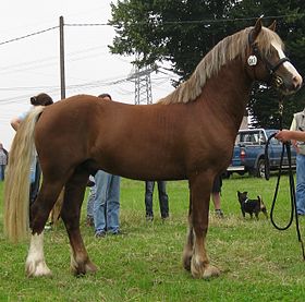 Poney Welsh cob de trois ans, alezan crins lavés, au modèle.