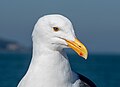 Image 34Western gull sitting on a boat in San Francisco Bay