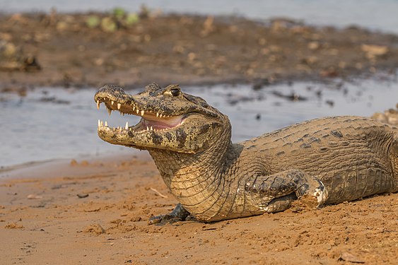 A yacare caiman in the Pantanal, Brazil (created and nominated by Charlesjsharp)