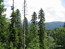 Abies nordmanniana forest, Gagra, Abkhazia 2.jpg
