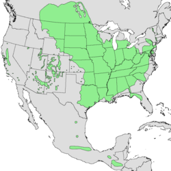 Distribución nativa de Acer negundo