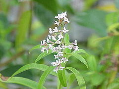 Aloysia triphylla1.jpg