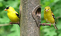 American Goldfinches