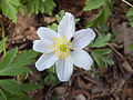 nodoforma stigno de Anemone nemorosa