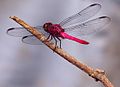 A dragonfly, or Anisoptera Ana Cotta