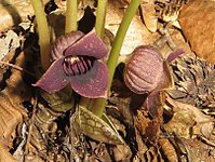 Asarum sieboldii