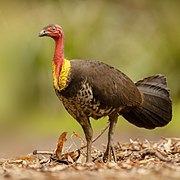 Australian Brushturkey 2 - Newington