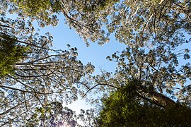 Beech Forest (AU), Great Otway National Park -- 2019 -- 1294.jpg