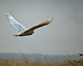 Ocean Shores, Washington, USA