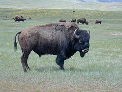 Bison fra National Bison Range i Montana, USA