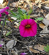 Floración de la variedad de Calibrachoa «Noa Magenta»