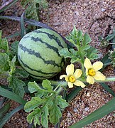 Citrullus lanatus (Thunb.) Cucurbitaceae (7174523558).jpg