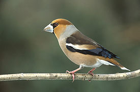 Gros-bec casse-noyaux (Coccothraustes coccothraustes)