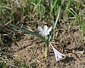 * Nomination Colchicum ritchii --Gidip 23:22, 28 December 2011 (UTC) * Promotion QI to me--Lmbuga 04:00, 29 December 2011 (UTC)