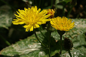 Kanaren-Pippau (Crepis canariensis), im Botanischen Garten Berlin im Juni 2006 fotografiert von Rüdiger Kratz († 17. Dez. 2006)