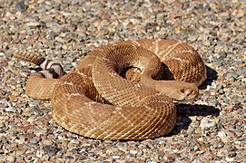 Crotalus ruber 42613167.jpg