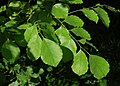 Leaves, Bogor