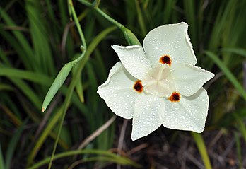 Bourgeon et fleur de Dietes bicolor. (définition réelle 3 639 × 2 500)