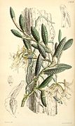 Dendrobium cucumerinum