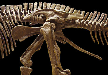 Edmontosaurus - pelvis (arătând structura ornithischian  – stânga)
