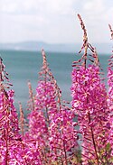 Rosebay willowherb