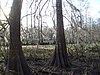 A dried up swamp bed