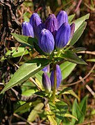 Gentiana andrewsii