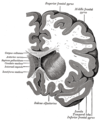 側脳室前角を通るように脳を冠状断した図。