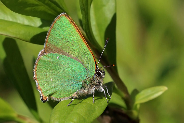 Малинница (Callophrys rubi)