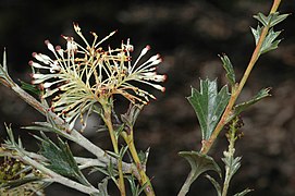 Grevillea acrobotrya.jpg