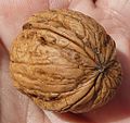 Juglans regia - Closed tri-valved walnut