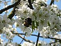 Mørk jordhumle besøker blomstene