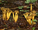 Slemmurkling (Leotia lubrica), smaklös