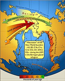 Skematisk illustation a maternalt genflow ind i ud af Beringia. Pilenes farve svarer til begivenhedernes omtrentlige tidspunkt og er afkodet i den farvede tidsbar. Den indledende bosættelse af Beringia (afbildet i lysegul) blev efterfulgt af en stilstand hvorefter Amerikas oprindelige befolknings forfædre spredte sig hurtigt ud over den Nye Verden, imens nogle af de beringianske maternale afstamninger-C1a- spredte sig mod vest. Mere nylig (vist med grønt) genetisk udveksling er manifesteret med tilbage-migration af A2a ind i Sibirien and D2a's spredning ind i det nordøstlige Amerika der forekom efter den indledende bosættelse af den Nye Verden.