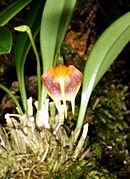 Masdevallia garciae