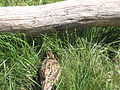 Northern Bobwhite