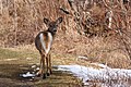 Cerf de Virginie sur le sentier de la Falaise