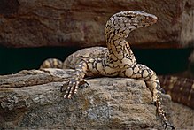 Perentie (Varanus giganteus) (10244734736).jpg