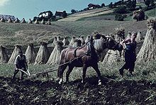 Laboureurs ladins dans les années 1960 à Wengen, en dessous du "Cians".