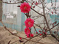 Peach flowers var. atropurea-plena