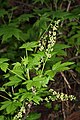 Ribes bracteosum