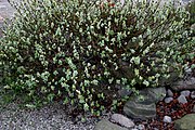 Salix (willow), Taymyr lowlands 24,000–10,300 YBP,[30] Yakutia 22,500 YBP,[26] Alaska and the Yukon 15,000-11,500 YBP[25][6]