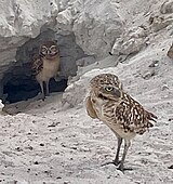 Shoco na Eagle Beach, Aruba