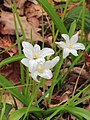 Sneeuwroem (Chionodoxa). Een witte soort.