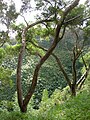 Kulit pohon Acacia confusa, Hawaii, AS