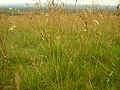 Herbas altas crecendo salvaxes en Lyme Park.