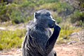 Tschakma Pavian bei Cape Point (Südafrika)