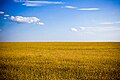 Typical agricultural landscape of Ukraine, Kherson Oblast